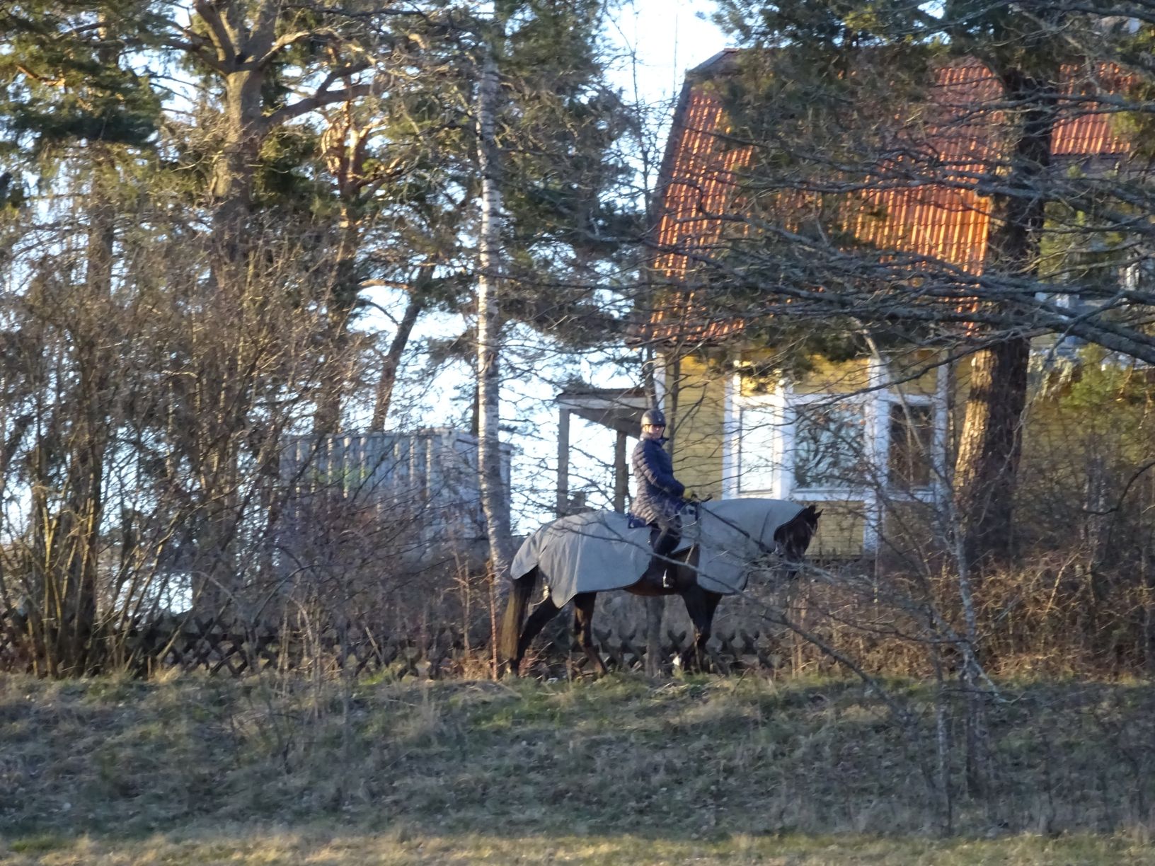 DSC07783kl1834horse.JPG