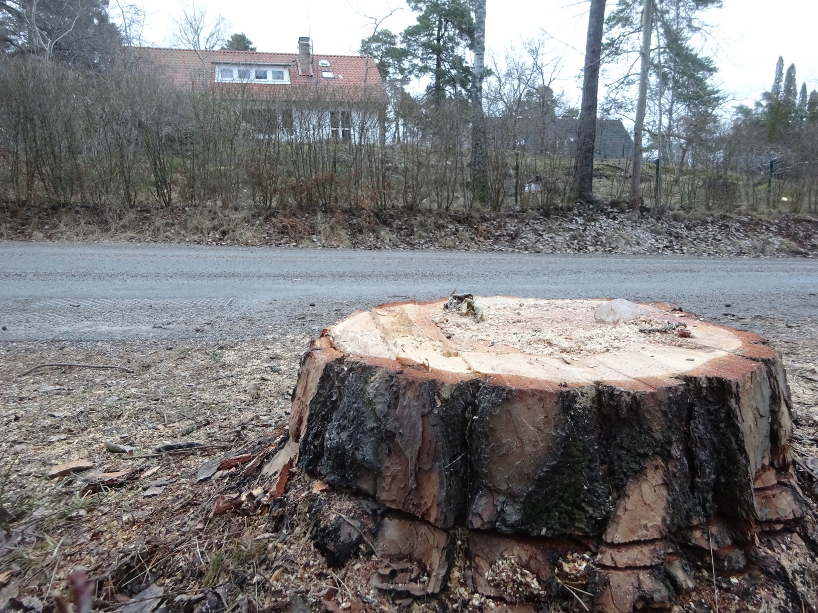DSC07269falksv.JPG