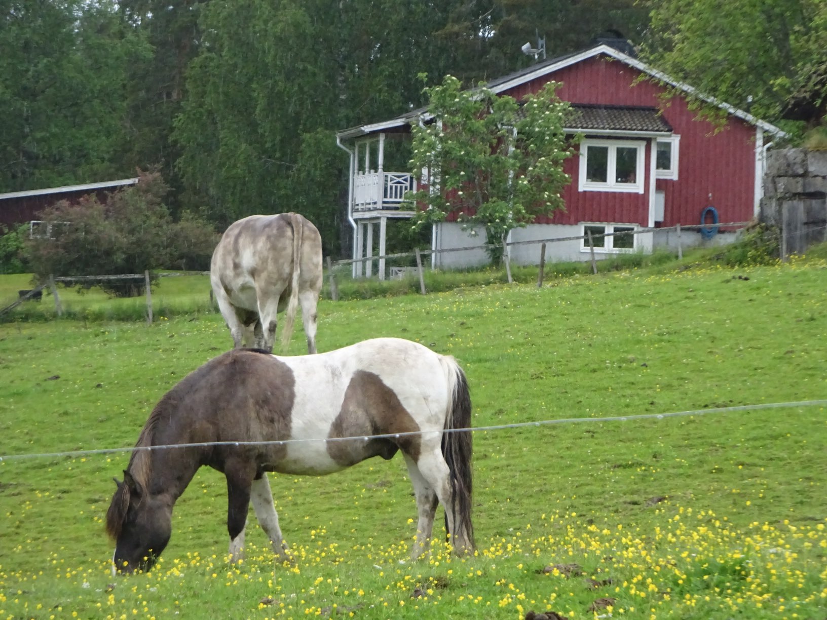 DSC02237kl1756.JPG